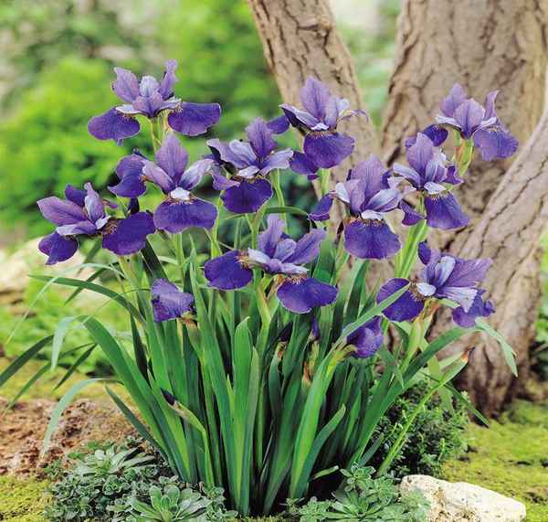 Сибирский ирис
