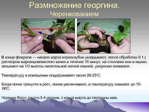 Вегетативные способы размножения ге opгин