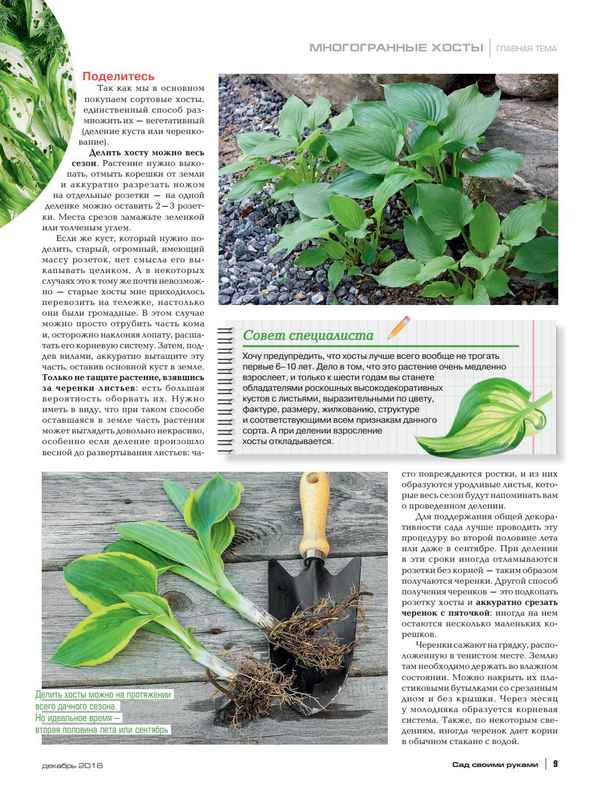 Три способа размножения хост