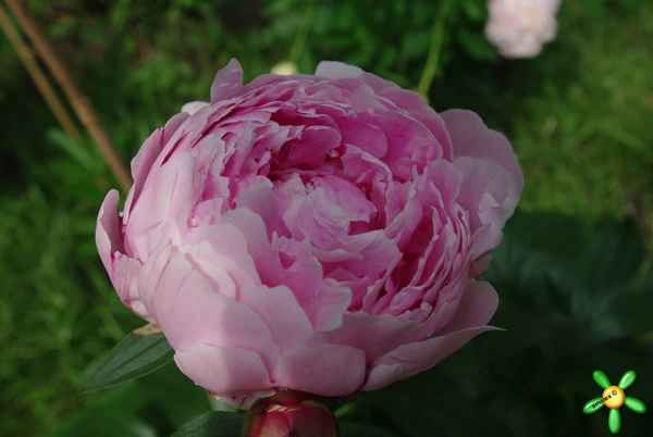 7 лучших сортов махровых пионов