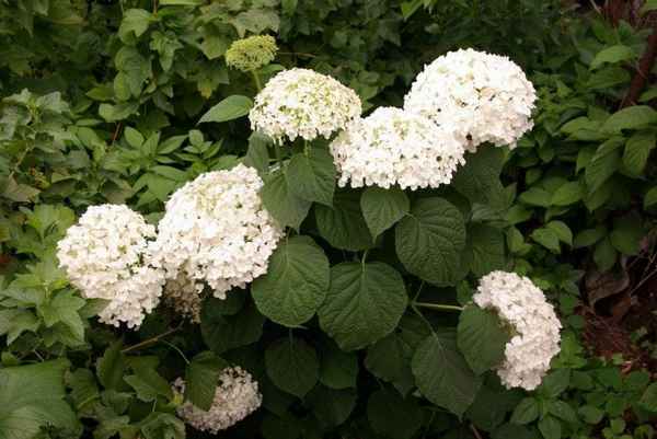 Фото и описание гортензии Инкредибл