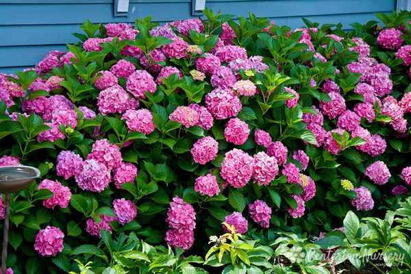Гортензия Форевер энд Эвер: описание, разновидности, посадка и уход за кустом
