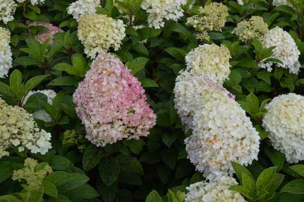 Применение и хаpaктеристики гортензии метельчатой Бобо