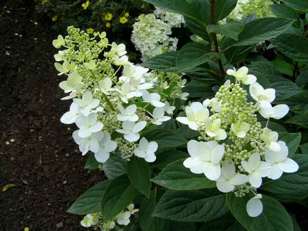 Описание сорта гортензии Матильда