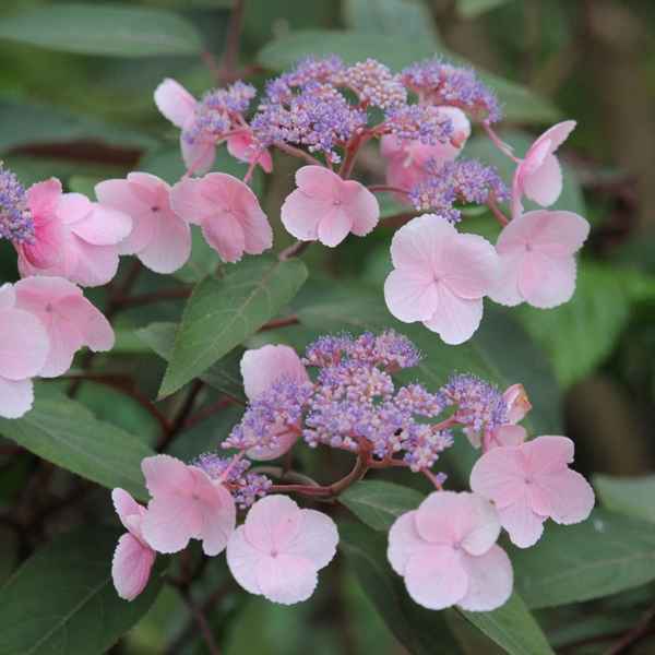 Описание гортензии шершавой Горячий шоколад