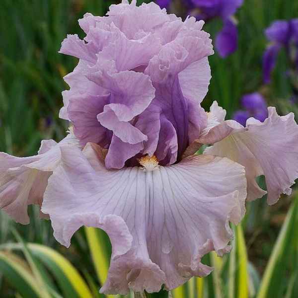 Самые лучшие сорта бородатых ирисов