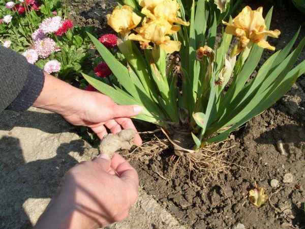 Как ухаживать за ирисами в августе – сентябре