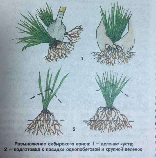 Как размножить ирисы делением и семенами