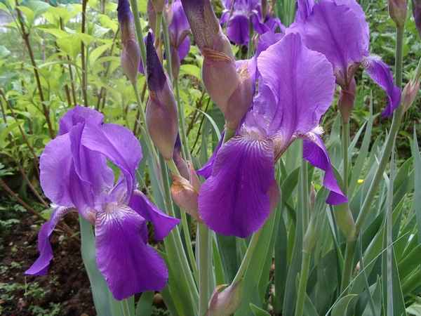 Уход за ирисами после цветения