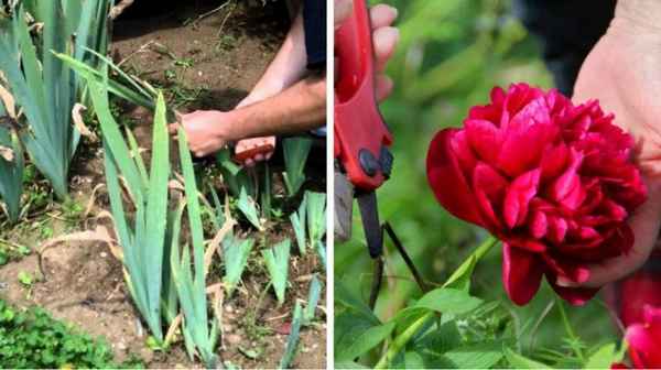 Обрезка ирисов и пионов после цветения