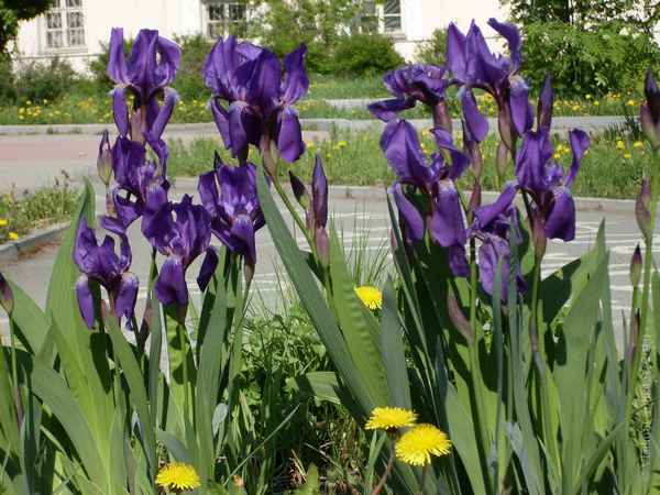 Что делать, если не цветут ирисы