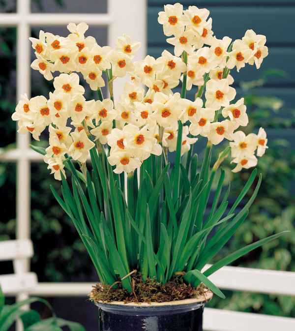 Виды нарциссов