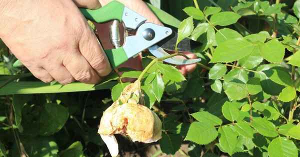 6 обязательных процедур после цветения роз