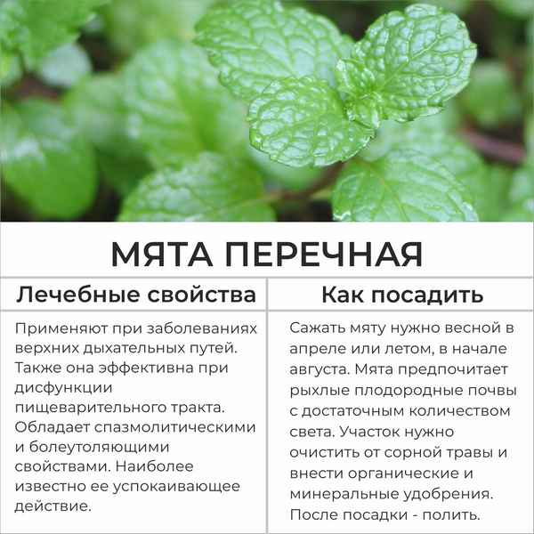 Мята комнатная: виды и их описание, полезные свойства, уход и выращивание в домашних условиях