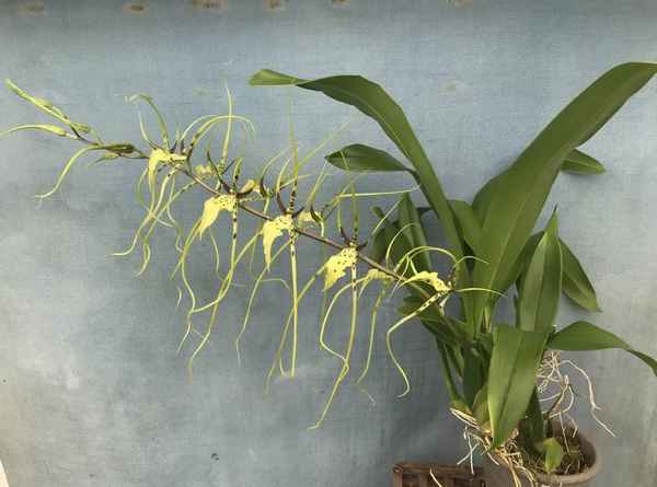 Орхидея-паук: особенности ухода