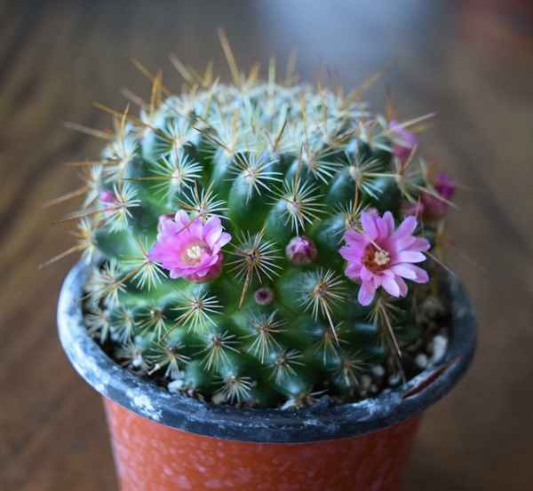 Как ухаживать за кактусом маммиллярия в домашних условиях