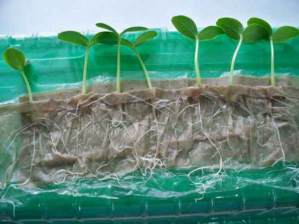 Рассадный способ выращивания семян на бумаге