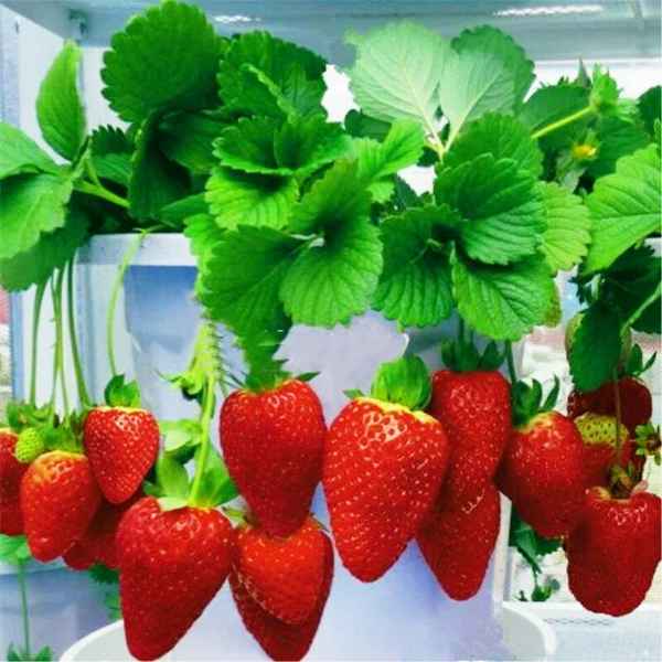 Выращивание клубники в домашних условиях