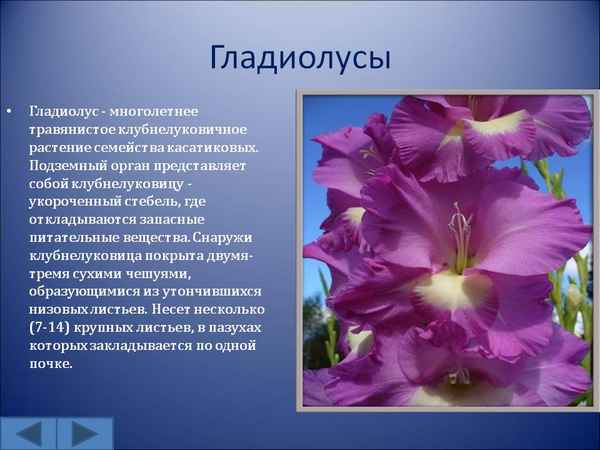 Описание цветка гладиолус