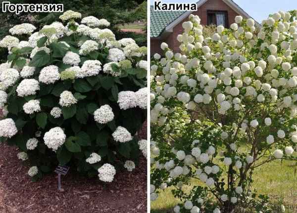 Чем отличается бульденеж от гортензии
