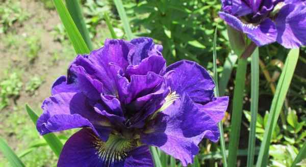 Описание сорта ириса сибирского Конкорд Краш