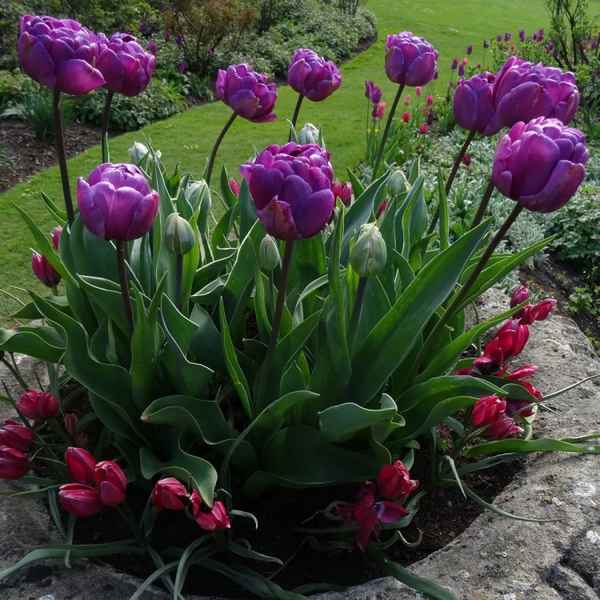 Описание и особенности выращивания тюльпана Blue Diamond