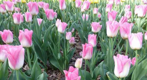 Тюльпан Dynasty и его особенности