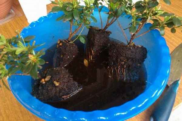 Размножение и уход за азалией в домашних условиях