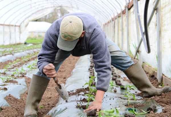 Как подготовить огород к новому весеннему сезону
