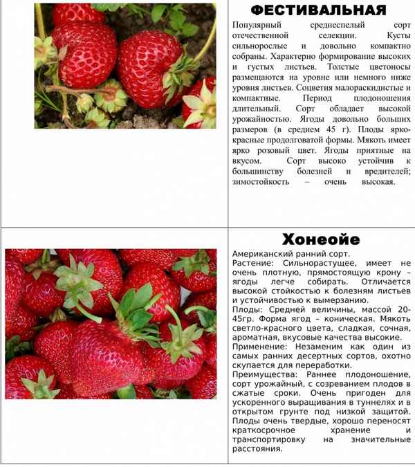 Хаpaктеристика и описание сортов ампельной клубники
