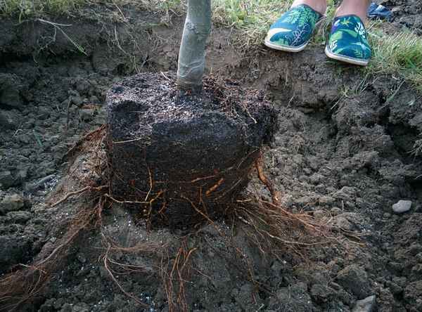 Особенности пересадки взрослой яблони на новое место