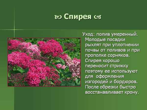 Описание кустарника спирея