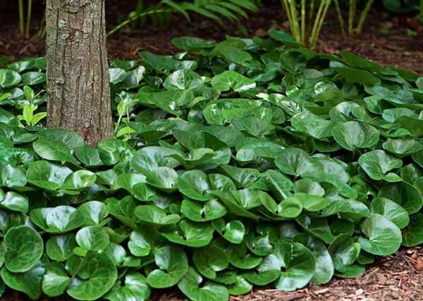 9 неприхотливых многолетников, которые радуют зеленой листвой даже зимой