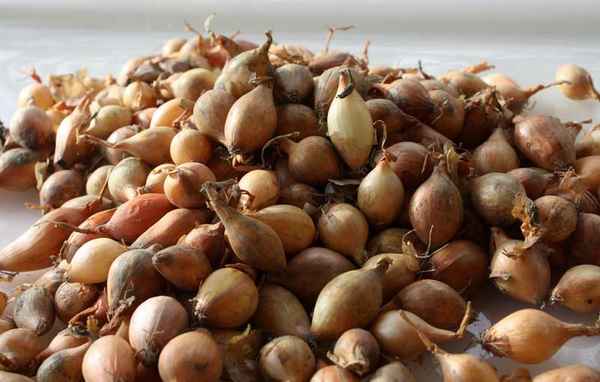 Чем обработать лук-севок перед посадкой под зиму