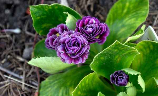 Посадка и уход за сортами примулы ушковой