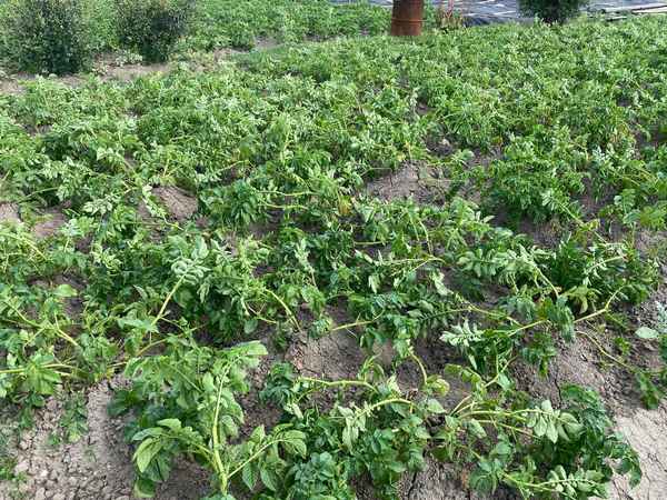 Что делать, если у картофеля большая ботва
