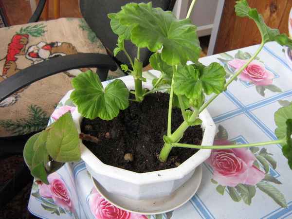 Как и когда в домашних условиях лучше сажать герань