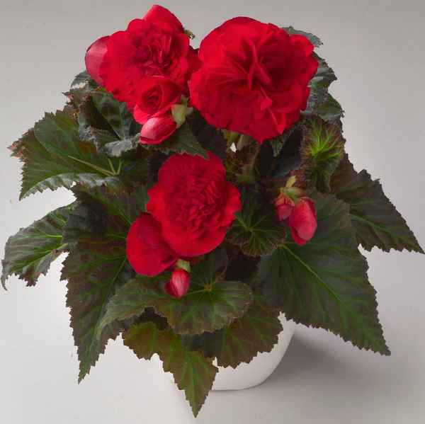 Бегонии клубневые