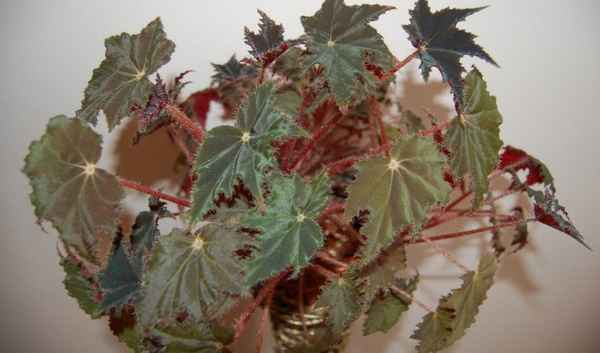 Бегония клеопатра: уход и особенности размножения