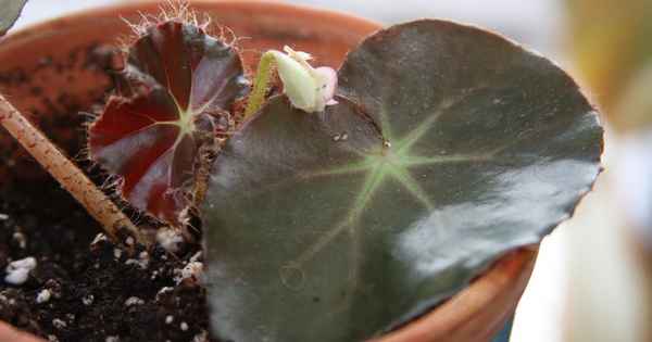 Бегония краснолистная: полезные свойства и уход в домашних условиях