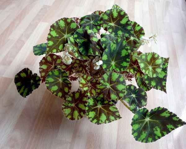 Тигровая бегония: уход в домашних условиях