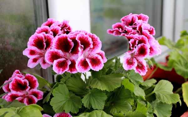 Как ухаживать за королевской геранью