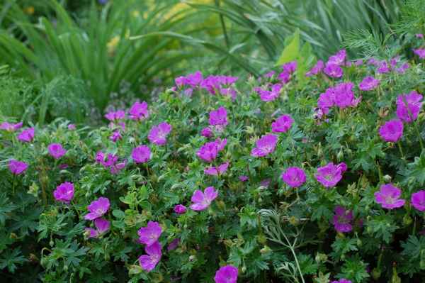 Герань кроваво-красная: уход в домашних условиях и открытом грунте