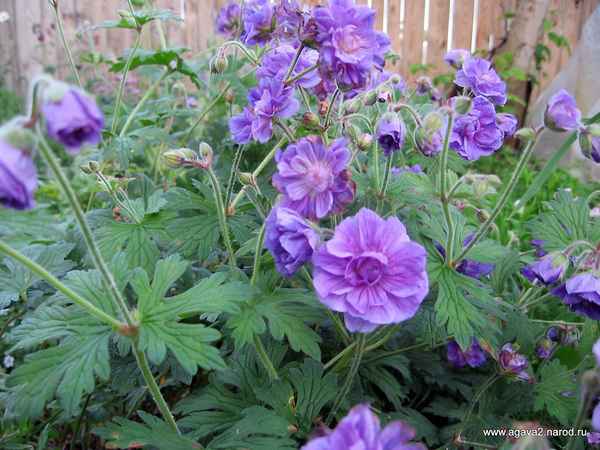 Герань садовая: сорта с названиями, особенности посадки, выращивания и ухода