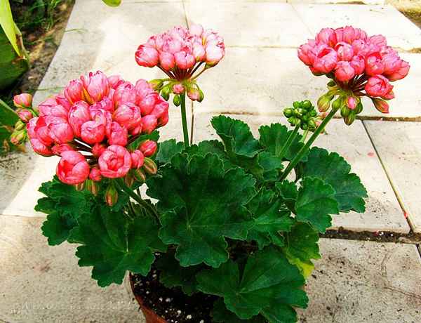 Герань тюльпановидная: уход в домашних условиях