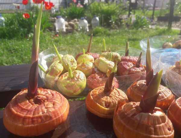 Многоярусная посадка клубнелуковиц гладиолусов