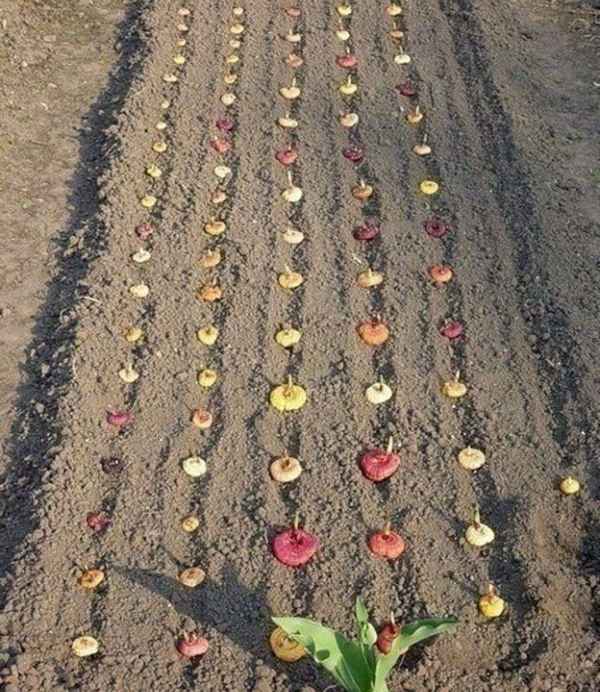 Выращивание гладиолусов в открытом грунте в Подмосковье