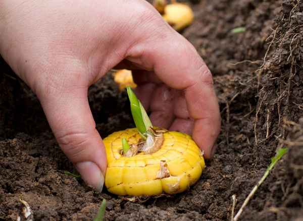 Выращивание гладиолусов в открытом грунте на Урале