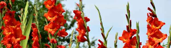 Народные лекарства на основе гладиолуса