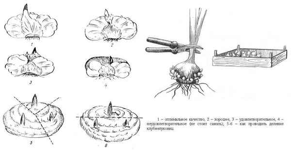 Размножение гладиолусов